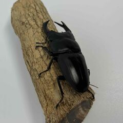 ③超大型　国産オオクワガタ　７８mmの画像