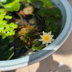 姫睡蓮　ヘルボラ