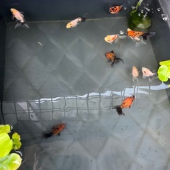 金魚（ローズテールオランダ）