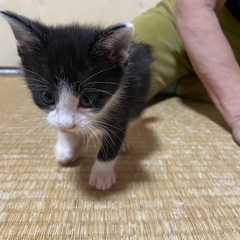 困り顔のハチクロくん♡ご検討中♡