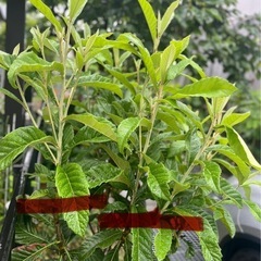 枇杷の新芽　枝