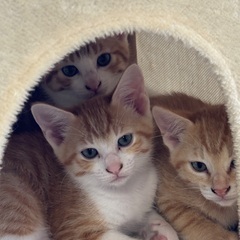 生後2ヶ月4匹の子猫の里親募集中（至急） - 松山市