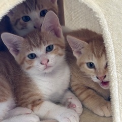 生後2ヶ月4匹の子猫の里親募集中（至急） − 愛媛県