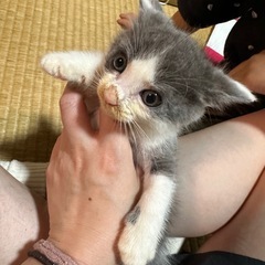 相談中【オス子猫】ふわふわ子猫の里親募集中