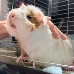 アビシニアンモルモット