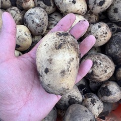 茨城県産 春じゃがいも とうや 10kgの画像