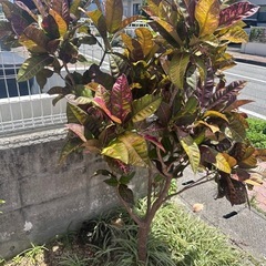 クロトン