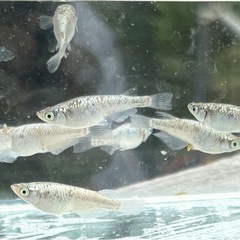 めだか　ネプチューン10匹（サバンナ様個体より）の画像