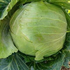 無農薬野菜   限定各１つだけ