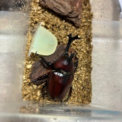 国産カブトムシ成虫ペア