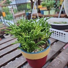 多肉植物　若緑の画像