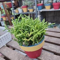 多肉植物　若緑の画像