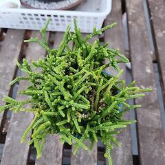 多肉植物　若緑の画像