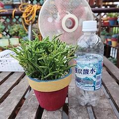 多肉植物　若緑の画像