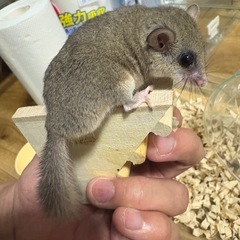 いろいろいます − 東京都