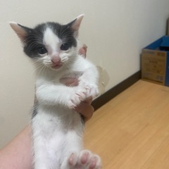 里親様募集•*¨*•.¸♬︎