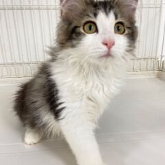 里親募集中！3カ月ノルウェージャンフォレストキャット♀
