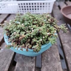 多肉植物　ブロウメアナ