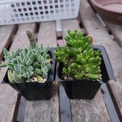 多肉植物　２種類セット
