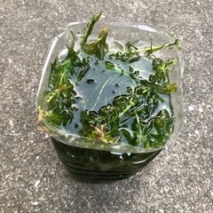 水草　アナカリス　メダカに　スネール無しの画像