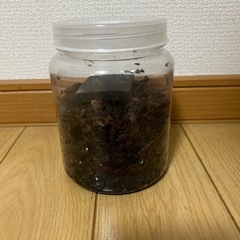 活き餌として栽培していたトビムシの画像