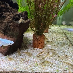 ミナミヌマエビ10匹の画像