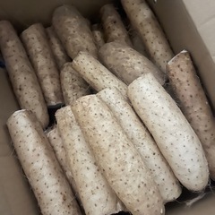 川西長芋10キロ