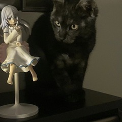 黒猫里親今日中探し！