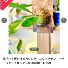 ※売り切れました※⑨板付けコウモリラン　ビカクシダ　人気観葉植物　オシャレなOSBボードの画像