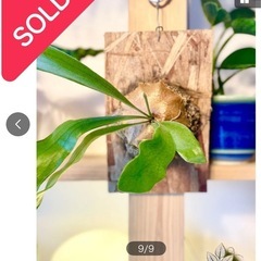 ※売り切れました※⑨板付けコウモリラン　ビカクシダ　人気観葉植物...