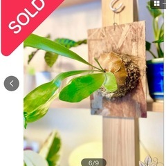 ※売り切れました※⑨板付けコウモリラン　ビカクシダ　人気観葉植物　オシャレなOSBボードの画像