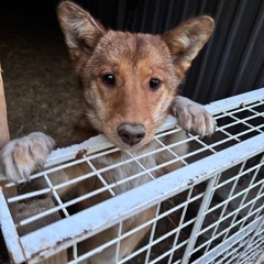 里親募集🐶🙏環境の変化により飼えなくなりました
