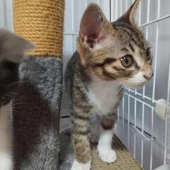 子猫　可愛い顔のキジトラ　男の子　3カ月
