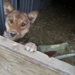 里親募集🐶🙏環境の変化で飼えなくなったので飼って頂ける方を募集