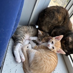 生後2ヶ月4匹の子猫の里親募集中（至急） - 猫