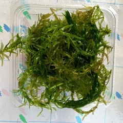 水草　オオカナダモ　別名アナカリス　