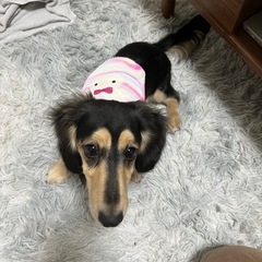 1歳のダックスです