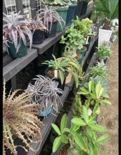 塊根植物、観葉植物