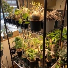 塊根植物、観葉植物