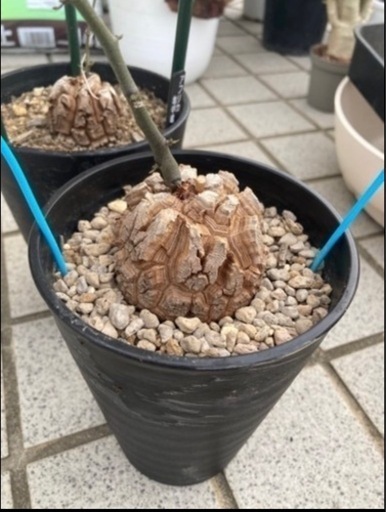 塊根植物、観葉植物