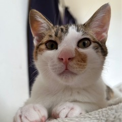 パルちゃん