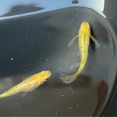 レクリスメダカ　1Pの画像