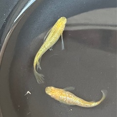 レクリスメダカ　1Pの画像