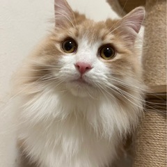 ノルウェージャンフォレストキャットのノルくん