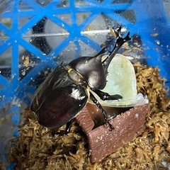 【訳あり】国産カブトムシ　ペア　