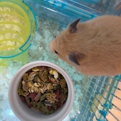 キンクマハムスター
