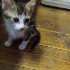 片目に白濁があります。点眼治療中。飼い主不在確認済