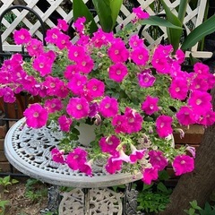 80センチぐらいある花🌸