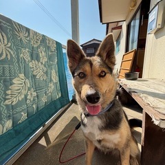 犬を貰ってくれませんか？