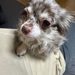 ※お問い合わせが多いので受付終了します - 犬
